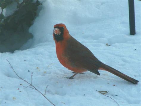 The Cardinal - State Bird of Illinois - Bright and Pretty Against a ...