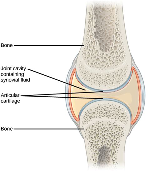 Joints and Skeletal Movement | Biology for Majors II