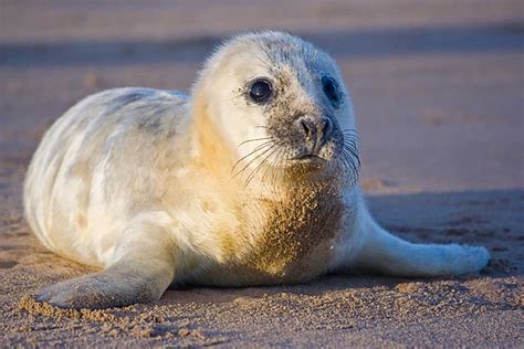 Donna Nook Seals | Grey Seal Pups Spectacular Every Winter