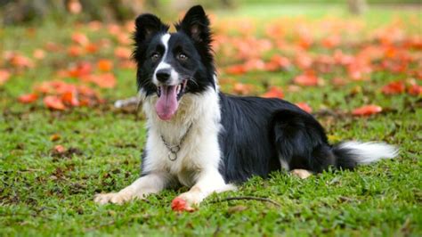 Mini Border Collie — Everything You Need To Know