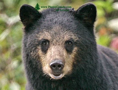 PhotosCanada.com Gallery :: Black Bear, Cinnamon and Brown Bear Photos ...