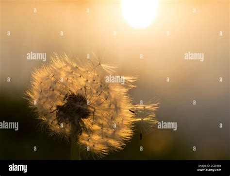 Vintage look of a dandelion silhouette against sunset with seeds Stock ...