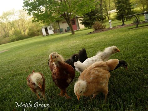 Maple Grove: Brooding Chickens