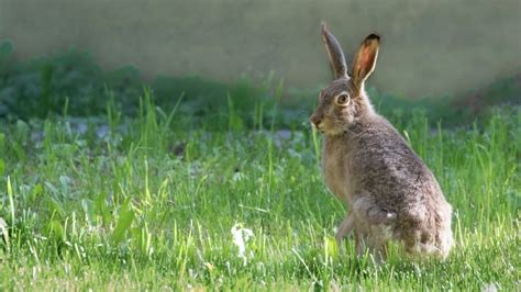 Researcher studying why jackrabbits thrive in Edmonton | CBC News