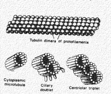 Cilia, flagella, and centrioles | Celebrate Cytochemistry | Gwen V. Childs, Ph.D.