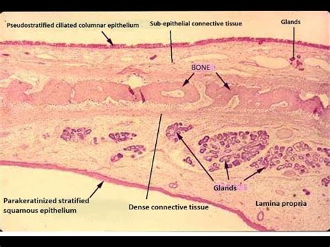 Hard Palate Histology