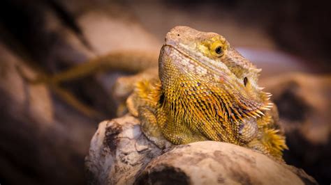 A Bearded Dragon in it´s natural habitat – Bearded Dragon Tank