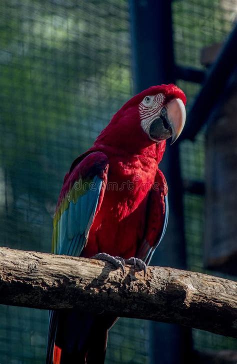 Portrait of a Scarlet Macaw. Endangered Birds Stock Image - Image of ...