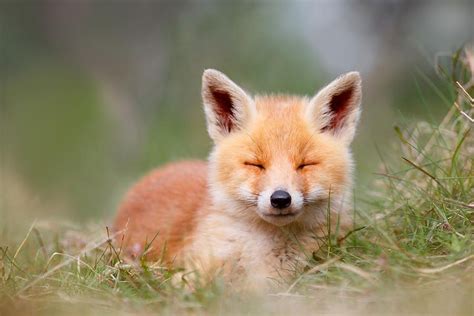 baby fox - Google Search | Baby fox, Baby animals, Fox