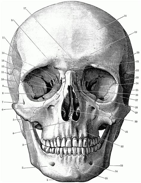 Printable Coloring Pages | Skull anatomy, Human skull anatomy, Skeleton drawings