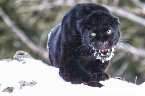 Black Jaguar Eyes