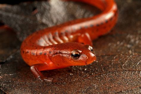 Carolina Sandhills Salamander: New species added to species-rich North ...