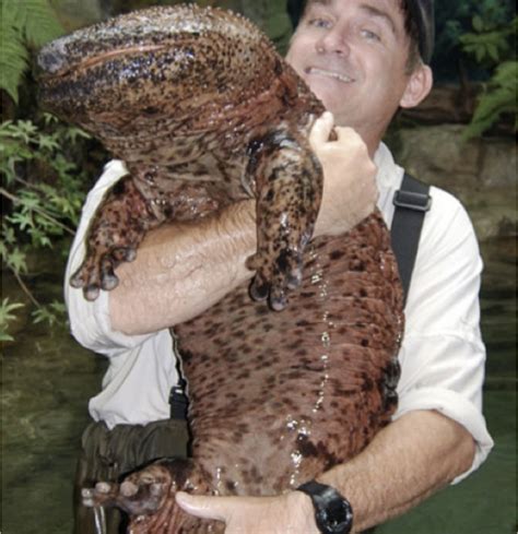 Giant Salamander from River in Japan a Curious Sight