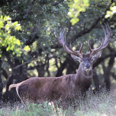 Texas Exotic Hunting Ranch | Guided Exotic Hunts — Lazy CK Ranch