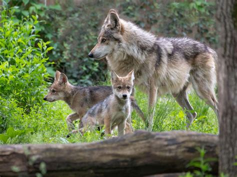 Mexican Wolf - Endangered Wolf Center