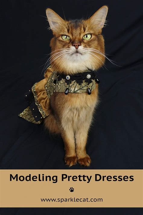 Modeling Pretty Dresses | Pretty dresses, Cat fashion, Cat dresses