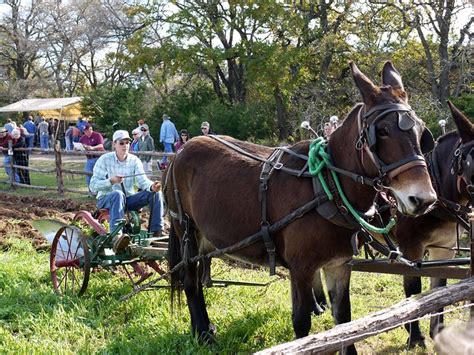 mule plow | Explore rbairdpccam's photos on Flickr. rbairdpc… | Flickr ...