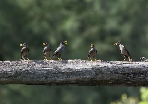 Javan myna - Alchetron, The Free Social Encyclopedia