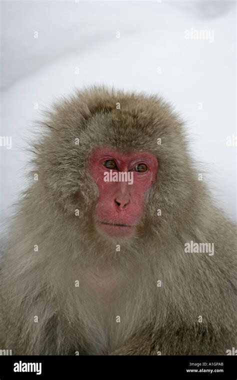 SNOW MONKEY JAPANESE MACAQUE Macaca fuscata Stock Photo - Alamy