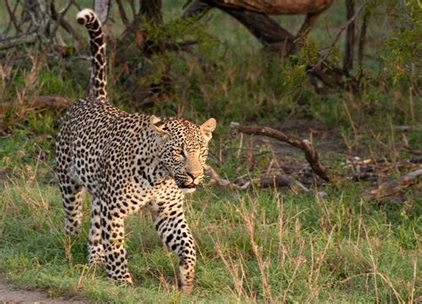 Adult Male Leopard Walking In Grass - Feline Facts and Information