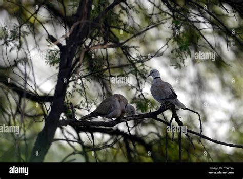 Sultanpur Bird Sanctuary, Gurgaon, Haryana, India Stock Photo - Alamy