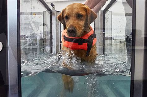 Hydrotherapy for dogs: Basics and Benefits - Dog Corner