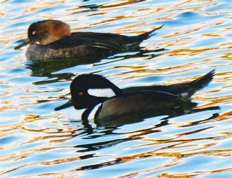 Hooded Merganser Ducks: Photo Of The Day | Alameda, CA Patch