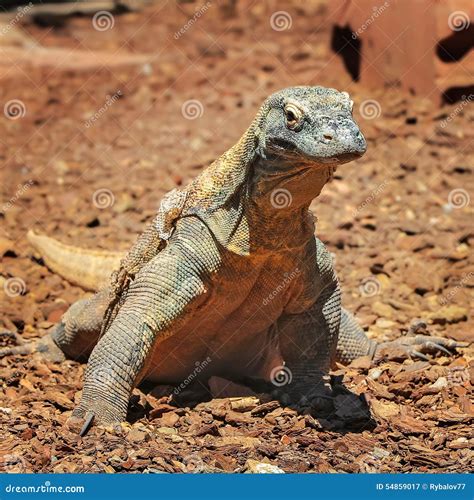 Comodo Dragon in wildlife stock image. Image of monitor - 54859017