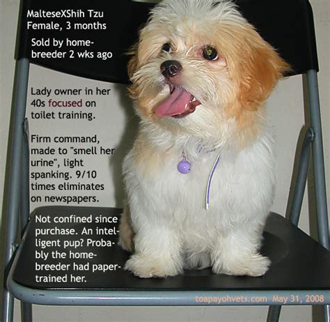 how to toilet train a maltese x shih tzu puppy - Ready to Dog Training