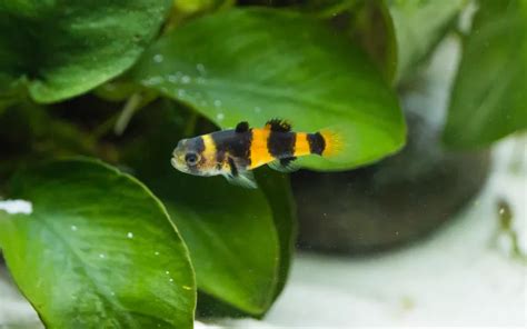 Bumblebee Goby Care: Complete Guide for Beginners - AquariumNexus