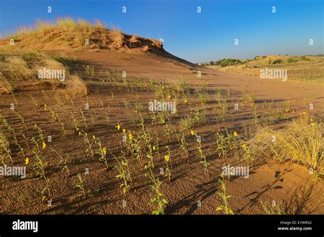 Sand dunes and sunflowers at sunrise in the Carberry Desert, Spruce Woods Provincial Park ...