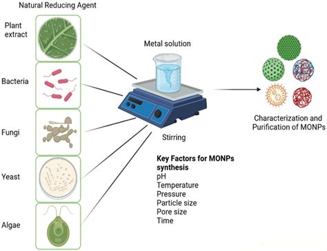 Plants | Free Full-Text | Green Synthesized Metal Oxide Nanoparticles ...