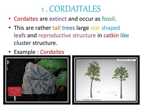 Classification of gymnosperm by chamberlain | PPT