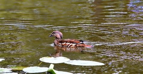 Female Mandarin Duck Photograph by Leif Sohlman