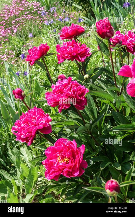 Beautiful flowers cottage garden, red peony Paeonia lactiflora 'Karl ...