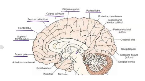 Midsagittal Section Of The Brain Color Coded