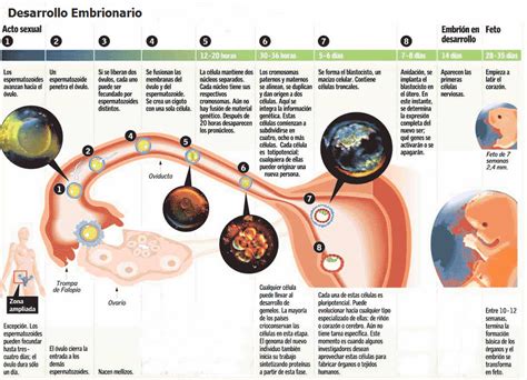 ANATOMIA 5 & 6: Deber N°2: Segmentación del Cigoto - 3° BACH