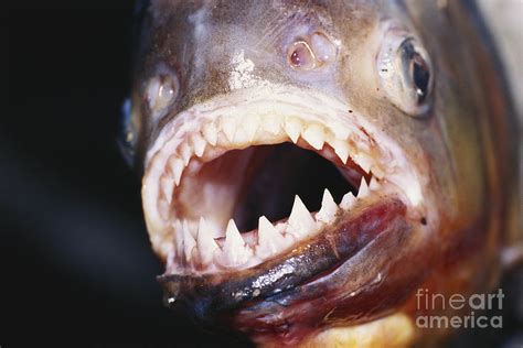 Piranha Teeth Photograph by Jany Sauvanet - Fine Art America