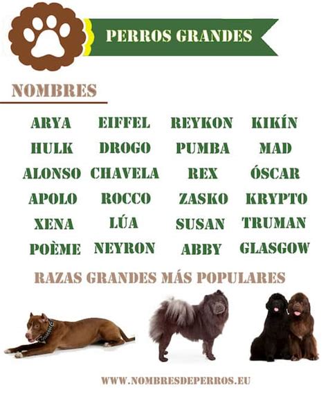 Mantenimiento Recuerdo Lógicamente nombres para perros machos y su ...