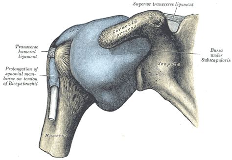 Coracoid process - wikidoc