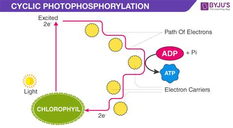 Cyclic Photophosphorylation & Noncyclic Photophosphorylation