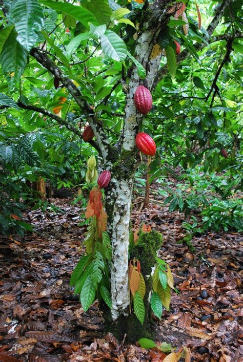 Theobroma cacao also cacao tree and cocoa tree, is a small (4–8 m (13 ...