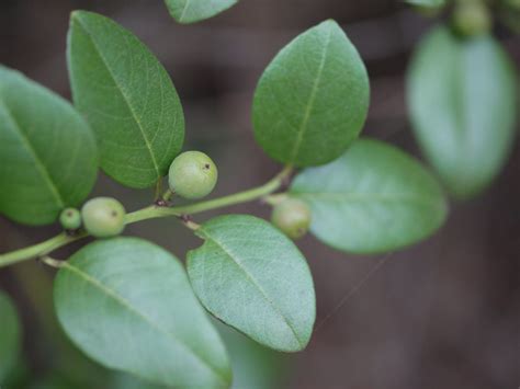 Kurudi (Kannada: ಕುರುಡಿ) | Rhamnaceae (buckthorn family) » S… | Flickr