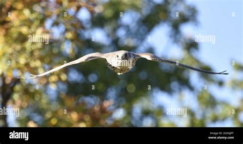 Saker falcon in flight. Falco cherrug Stock Photo - Alamy