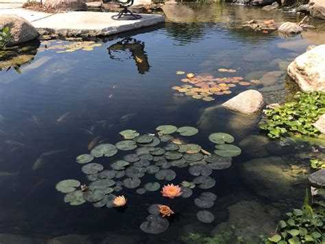 How to Clear Cloudy Pond Water (And Keep It Clear)