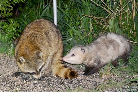 Opossums and Gardening: A Few Things to Know : The National Wildlife Federation Blog