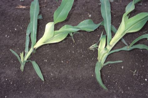 Mesotrione - Sweet Corn - Ontario CropIPM