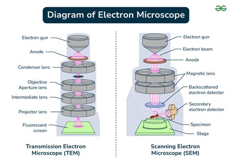 Diagram of Electron Microscope - GeeksforGeeks