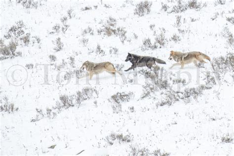 Wolves Playing Snow Running – Tom Murphy Photography