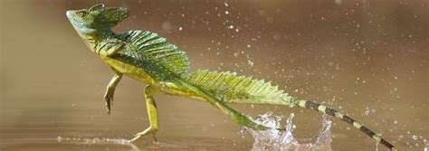 Jesus Lizard Runs on Water, Tramples Evolution | The Institute for Creation Research